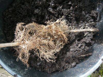 Healthy and Unhealthy Roots - gardenerstips.co.uk