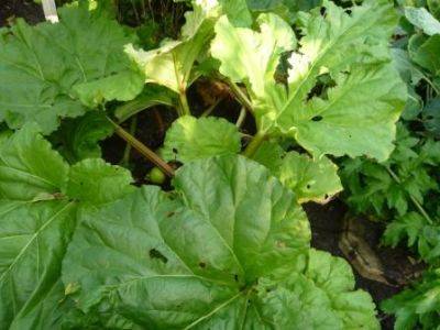 Yorkshire Rhubarb Good Enough to Eat - gardenerstips.co.uk