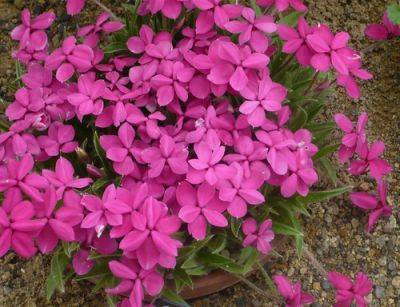 Rhodohypoxis for Massed Flowers - gardenerstips.co.uk
