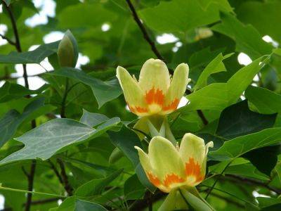 Tulip Tree – Root and Branch Review - gardenerstips.co.uk - Britain