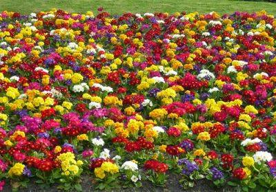 Primary Coloured Spring Bulbs & Primula Bed - gardenerstips.co.uk