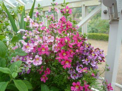 Schizanthus Facts and Growing Tips - gardenerstips.co.uk