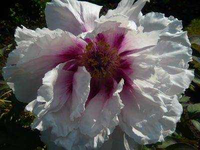 Tree Peonies from the Far East - gardenerstips.co.uk - Usa - China - France - Japan