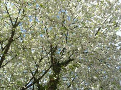 Grow Flowering Cherry Trees - gardenerstips.co.uk - China - Japan