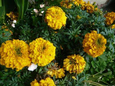 Growing African and French Marigolds - gardenerstips.co.uk - France - Mexico