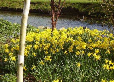 Daffodils from Oxford And Yorkshire - gardenerstips.co.uk - county Garden