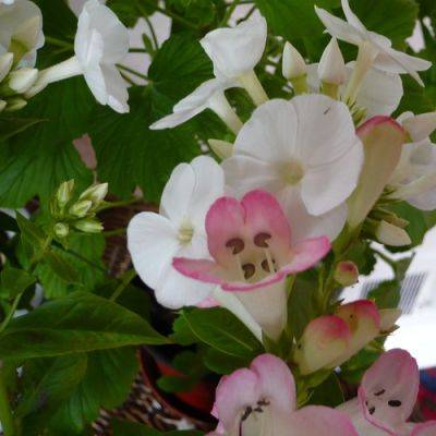 Flowers Grown for Your Vase - gardenerstips.co.uk - Peru