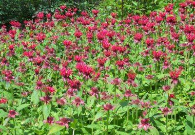 Monarda or Bee Balm Cultivars - gardenerstips.co.uk