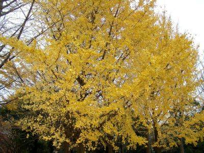 Maidenhair Tree (Ginkgo) Root and Branch Review - gardenerstips.co.uk