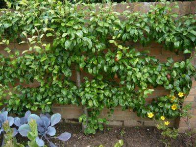 Fruit Tree Feeding Tips - gardenerstips.co.uk