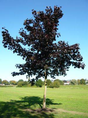 Best Trees for Toughness - gardenerstips.co.uk - Britain