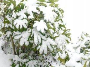 Snow Damage - gardenerstips.co.uk