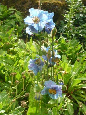 Blue Poppies of the Himalayas - gardenerstips.co.uk - Usa