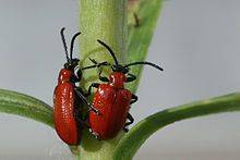 Lily Beetle Spotting & Prevention - gardenerstips.co.uk