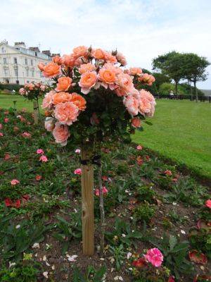 Half Standard Roses at the Seaside - gardenerstips.co.uk