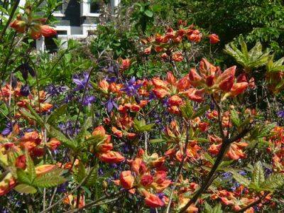 Blazing Deciduous Azaleas - gardenerstips.co.uk - Britain