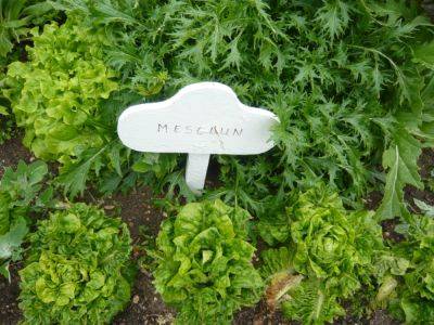 Mesclun Gardeners Salad from Seed - gardenerstips.co.uk - Japan