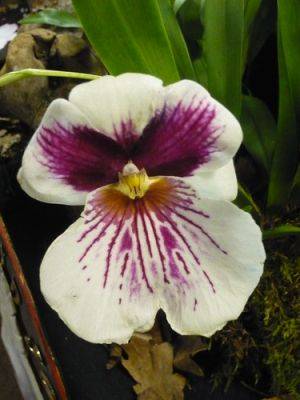 The Pansy Orchid! Miltoniopsis - gardenerstips.co.uk