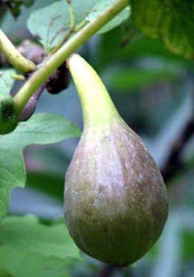 Grow your Own Figs - gardenerstips.co.uk - Britain - Turkey
