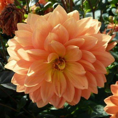 Big Brash Dahlias - gardenerstips.co.uk