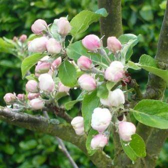 Apple Blossom Time - gardenerstips.co.uk