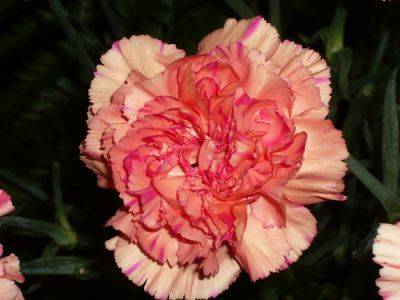 Carnations Explanation of Types - gardenerstips.co.uk