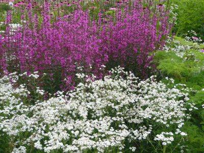 White Flowers and Features in the Garden - gardenerstips.co.uk - county Garden