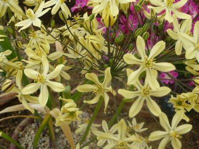 Growing Triteleia Bulbs - gardenerstips.co.uk