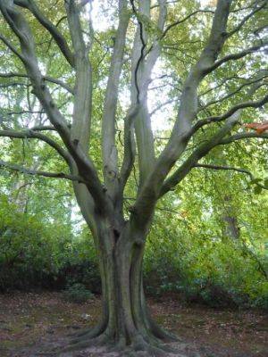 National Tree Week Tribute 2018 - gardenerstips.co.uk - Britain