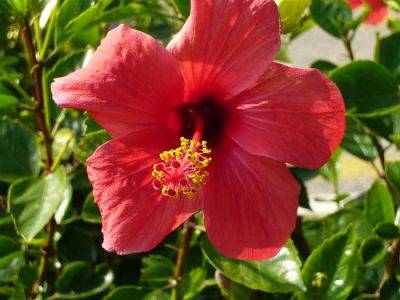 Tips for Growing Hibiscus Indoors - gardenerstips.co.uk - Usa
