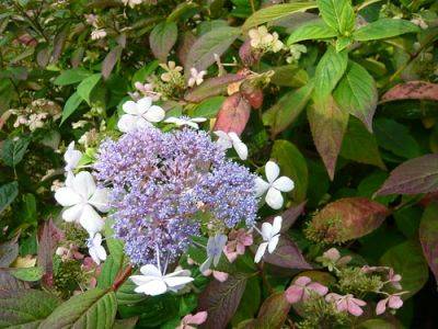 Autumn Blues - gardenerstips.co.uk