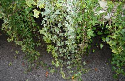 Ivy Indoor and Outdoor - gardenerstips.co.uk