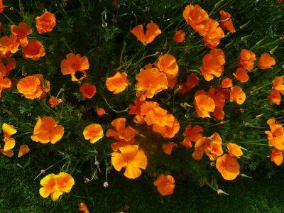 More and Better Californian Poppies - gardenerstips.co.uk
