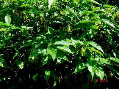 Ylang Ylang Perfume Tree – Root & Branch Review - gardenerstips.co.uk