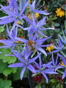 Camassia Flowers and Food - gardenerstips.co.uk - Usa
