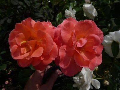 Uses for Aromatic Roses - gardenerstips.co.uk