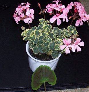 Miniature Pelargonium - gardenerstips.co.uk