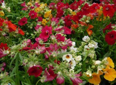 Help Growing Nemesia from Seeds or Plugs - gardenerstips.co.uk