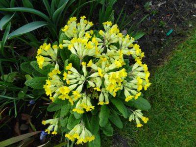 My Spring Actions - gardenerstips.co.uk