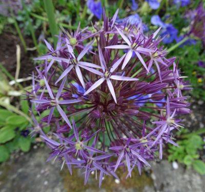 Quick Facts about Allium christophii - gardenerstips.co.uk - Iran