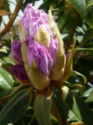 Rhododendron Sappho Labels - gardenerstips.co.uk