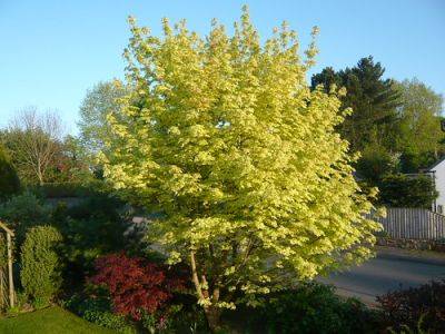 Acer Japonica Palmatum - gardenerstips.co.uk - Japan