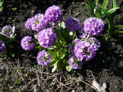 Herbaceous Propagation - gardenerstips.co.uk