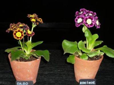 Growing Excellent Auriculas - gardenerstips.co.uk