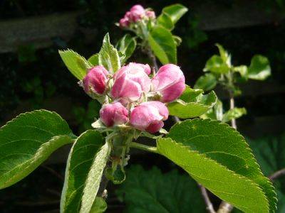 Apple Blossom What Gardeners Need to Know - gardenerstips.co.uk