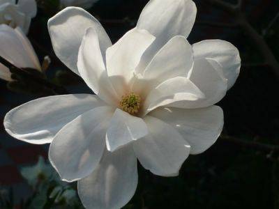Magnolia Tips and Photos - gardenerstips.co.uk