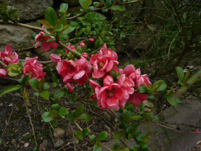 Flowering Quince Japonica – Cydonia – Chaenomeles - gardenerstips.co.uk - Britain