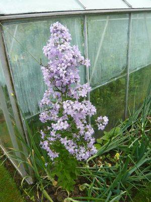 Growing Campanula, Canterbury Bells or Bellflower - gardenerstips.co.uk