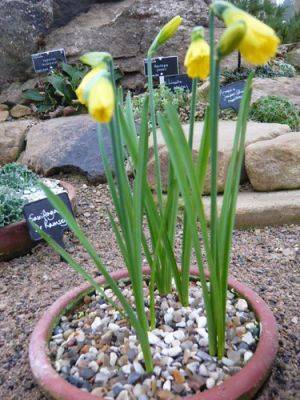Plunge Pot Grown Daffodils - gardenerstips.co.uk