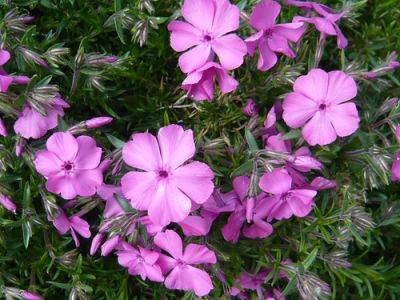 Growing Annual Phlox - gardenerstips.co.uk